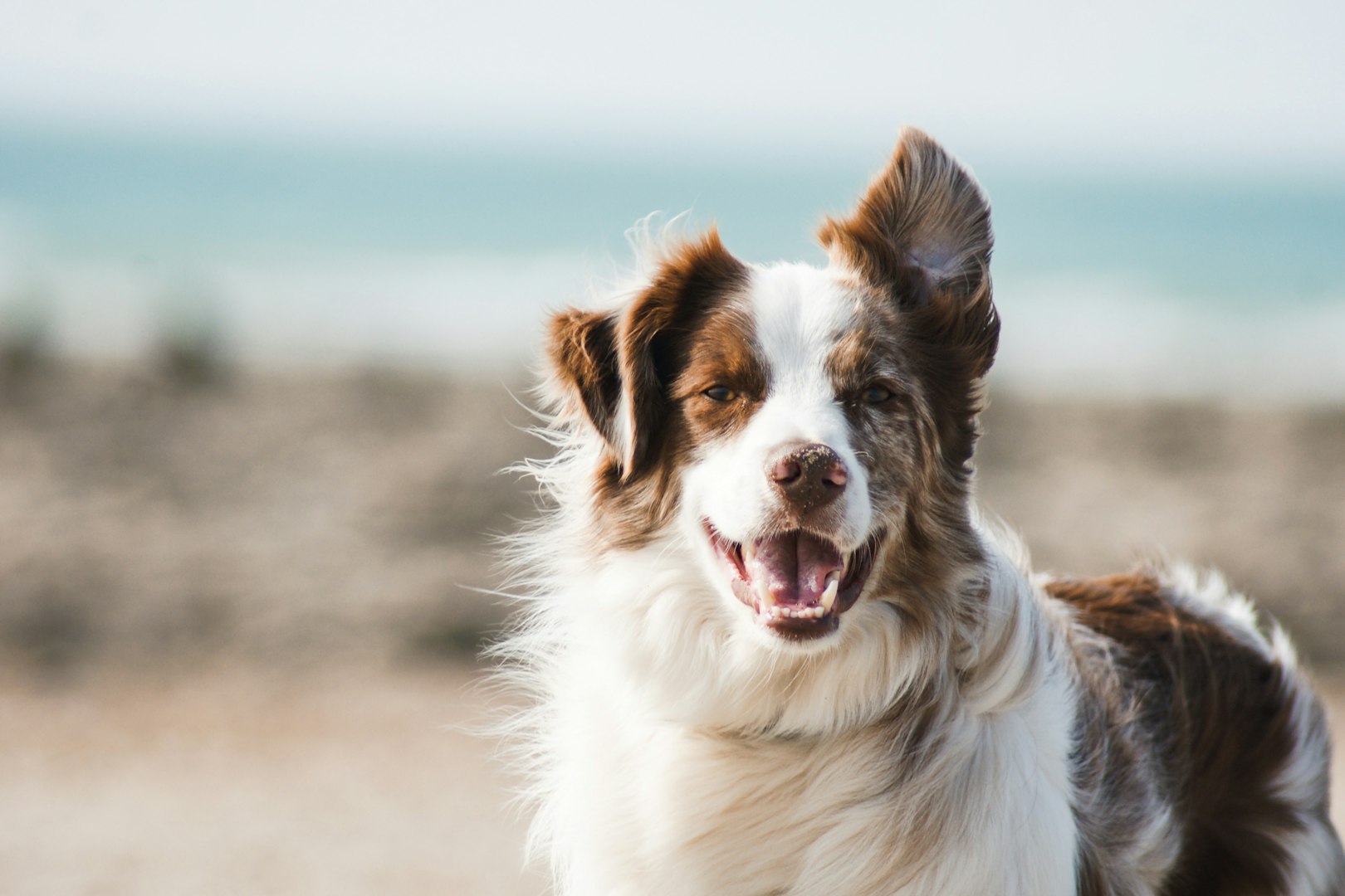 Cheerful Senior Man Enjoying Time Outside with a Pet Dog, Petting a Playful White Golden Retriever. Happy Adult Man Enjoying Leisure Time on a Front Yard in Front of the House.