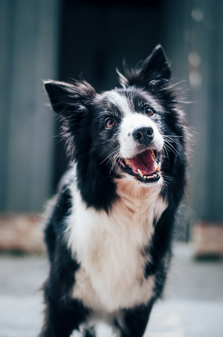 Cheerful Senior Man Enjoying Time Outside with a Pet Dog, Petting a Playful White Golden Retriever. Happy Adult Man Enjoying Leisure Time on a Front Yard in Front of the House.