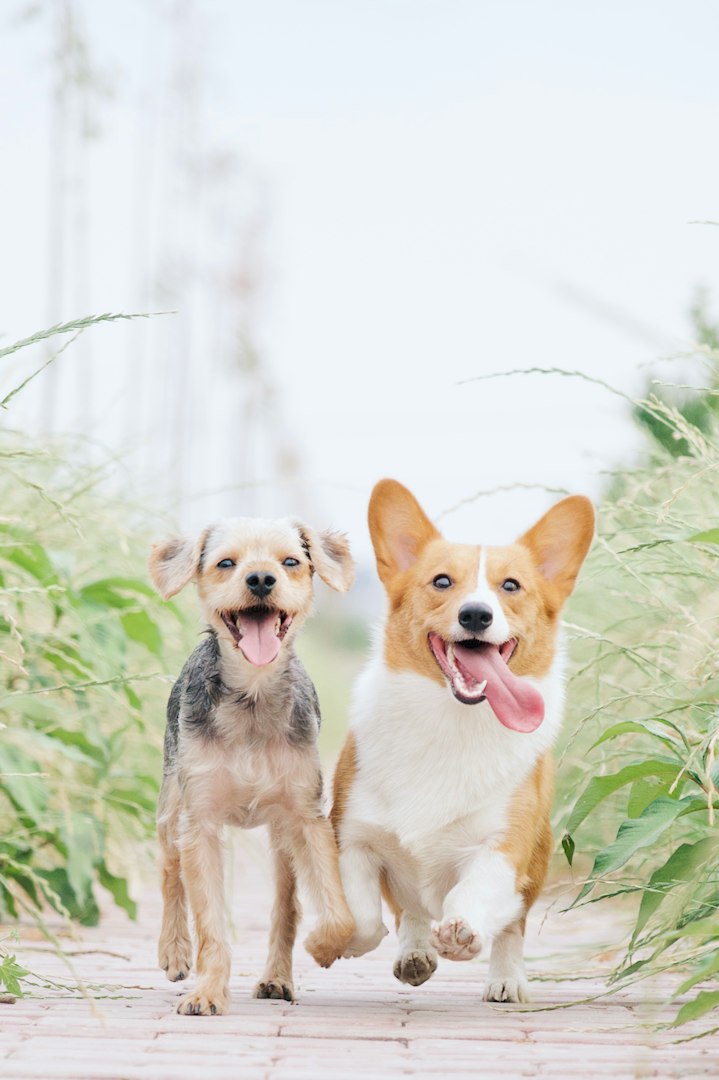 Cheerful Senior Man Enjoying Time Outside with a Pet Dog, Petting a Playful White Golden Retriever. Happy Adult Man Enjoying Leisure Time on a Front Yard in Front of the House.
